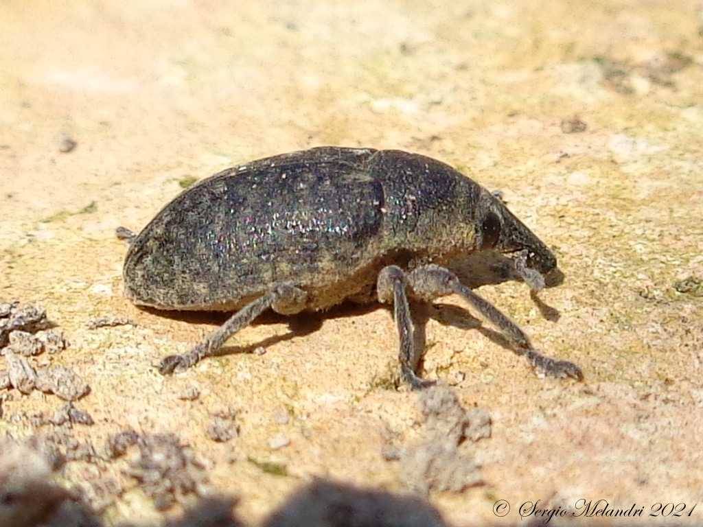 Larinus sp ?  S, Larinus turbinatus